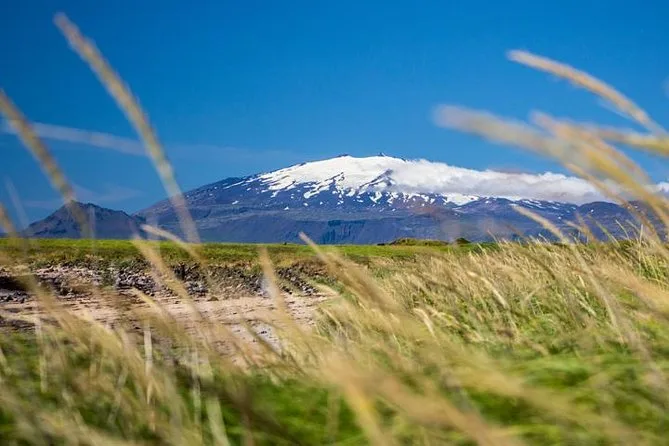 Der schneebedeckte Snæfellsjökull am Horizont hinter langem Gras im Wind